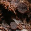 Placynthiella uliginosa